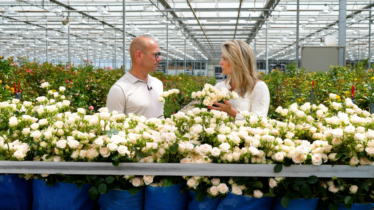 You are currently viewing Why The Cut Stage Matters