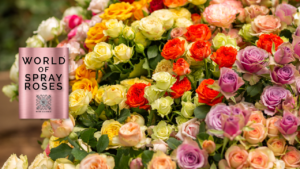 Read more about the article Who Is The World Of Spray Roses?