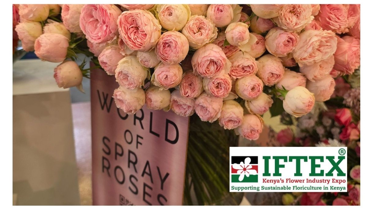 You are currently viewing IFTEX 2026 – Celebrating Spray Roses and Kenyan Excellence