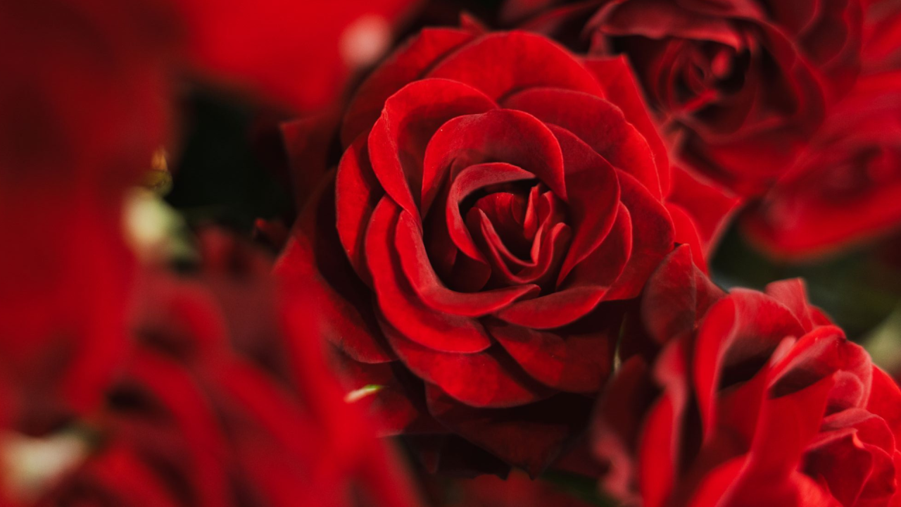 Read more about the article Meet Caradonna, The Next Generation Of Red Spray Roses