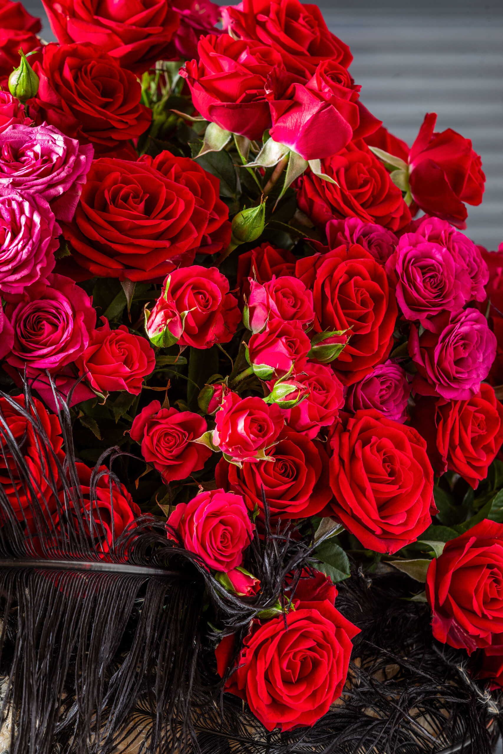 Raspberry Blush – World Of Spray Roses