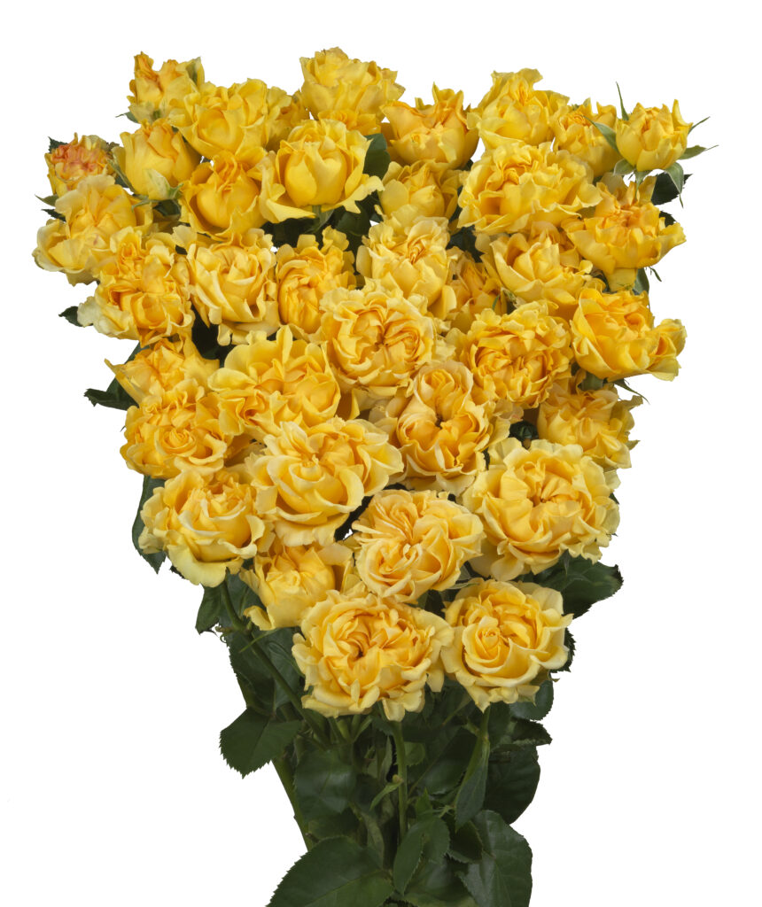 Sun Flow – World Of Spray Roses