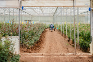Read more about the article What makes a Rose ethical?