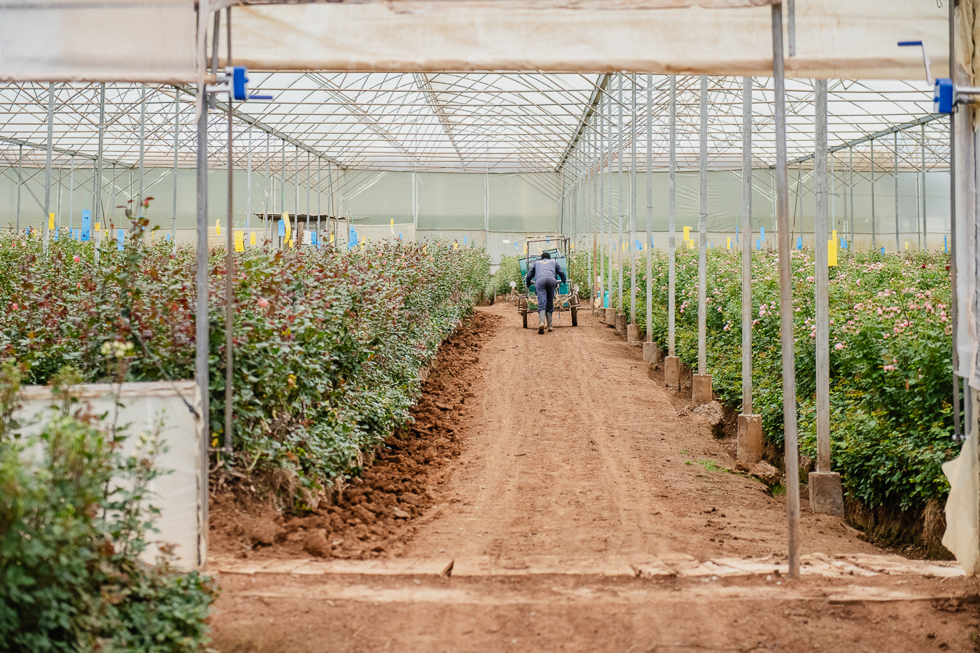 You are currently viewing What makes a Rose ethical?