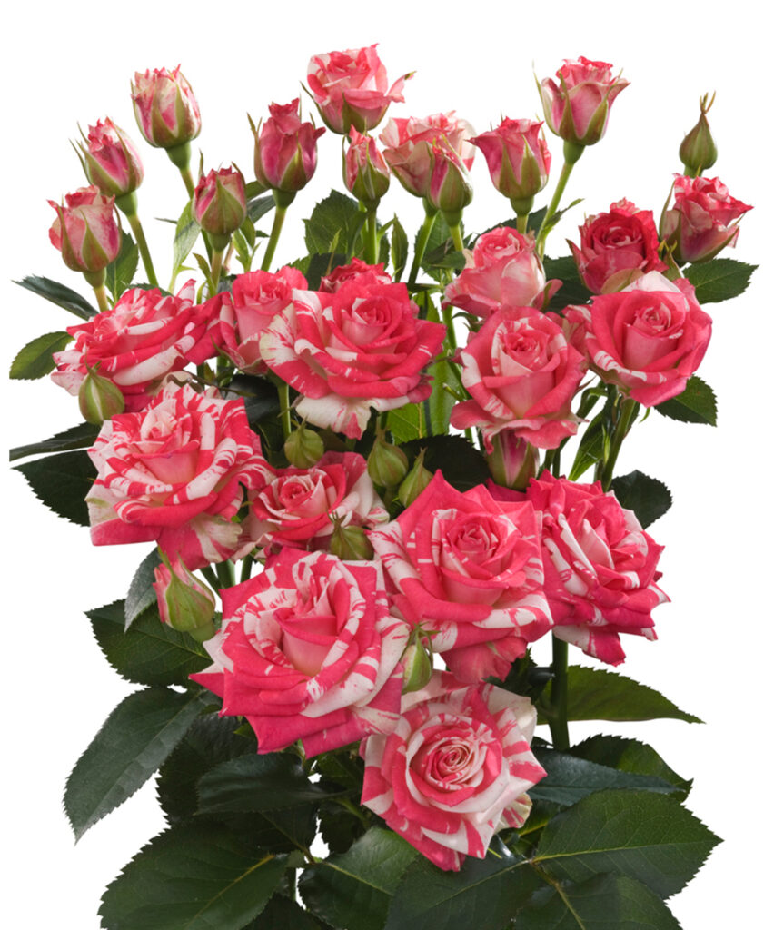 Fireworks – World Of Spray Roses