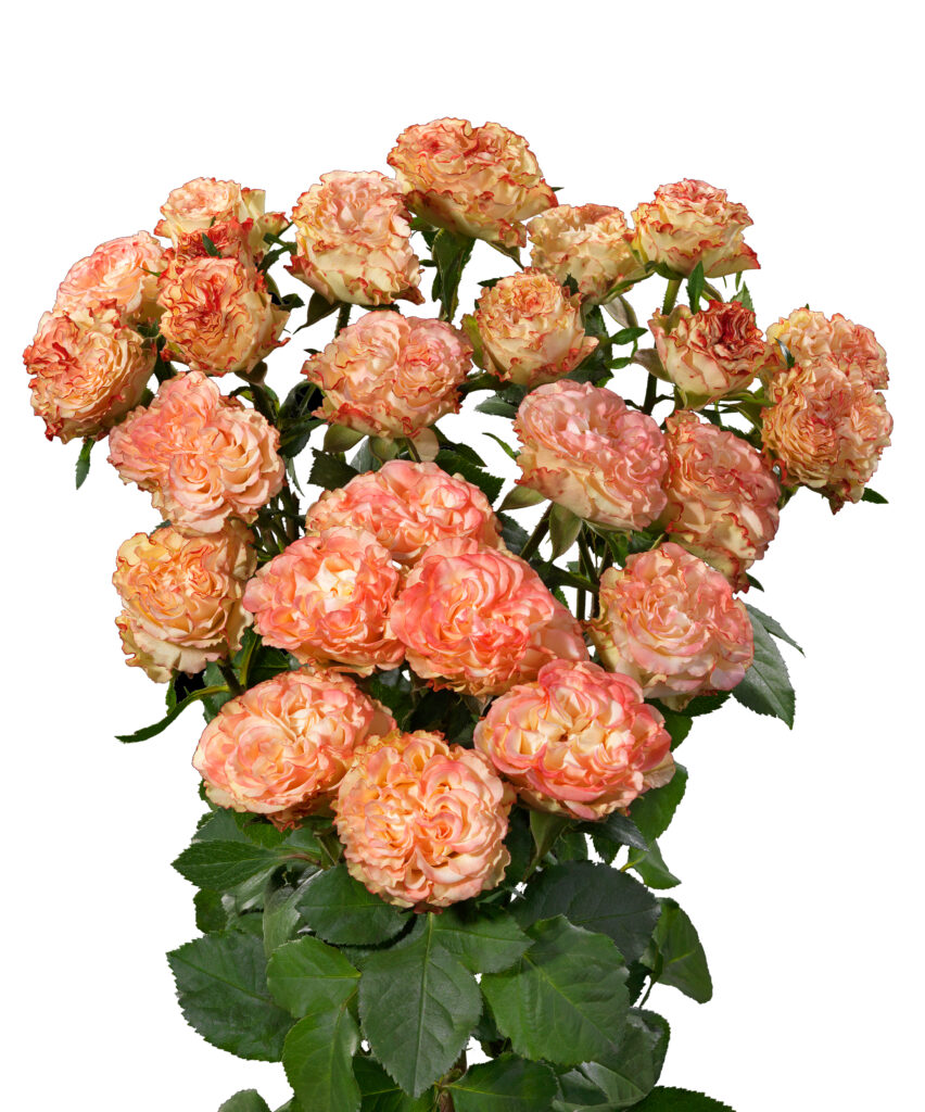 Charming Flow – World Of Spray Roses